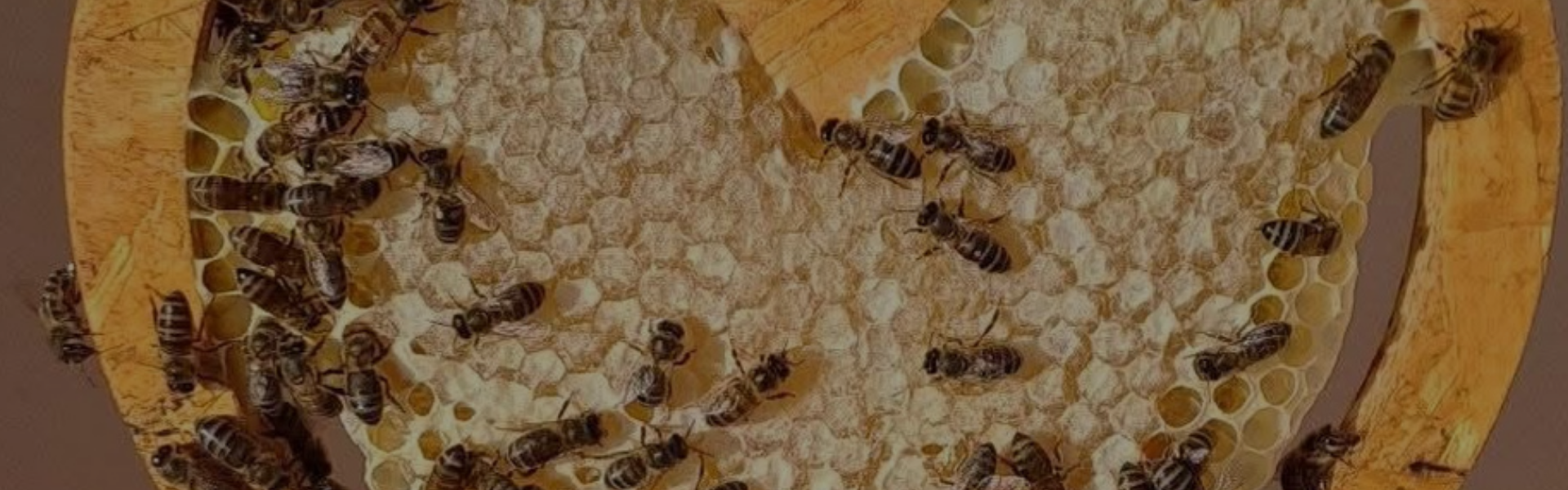 Doğal Petek Ballarımız